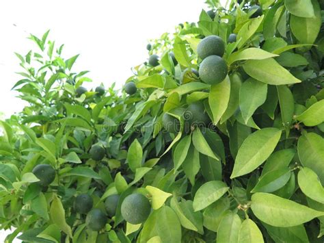 Green Oranges On Tree Stock Image Image Of Orchard Tropical 76407285