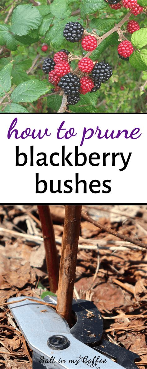 How To Prune Blackberries Pruning Blackberries Blackberry Bush