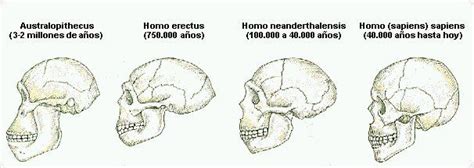 Evolucion De Los Hominidos Solex