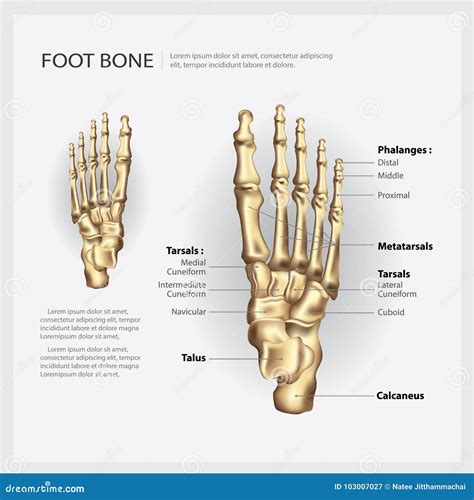 Foot Bone Anatomy Cartoon Vector CartoonDealer 192326163