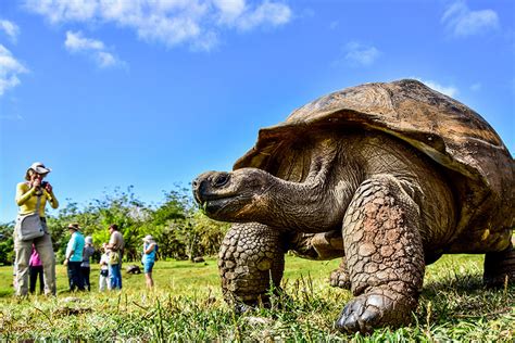 #galapagos #marineiguana evolved from a mainland ancestor to foraging in the sea or crossing the waters to. What are Galapagos' most iconic species? Top 15 species ...