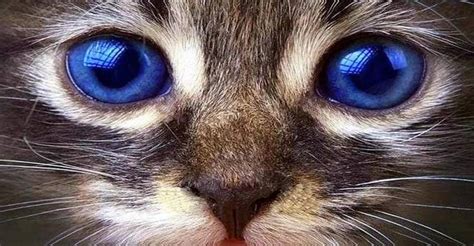 Cats And Kittens On Instagram 28th June 2016 We Love Cats And Kittens