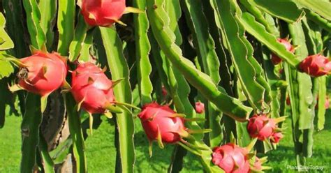 We live in titusville, florida; Learn How To Grow Dragon Fruit Flower - Best Garden Info