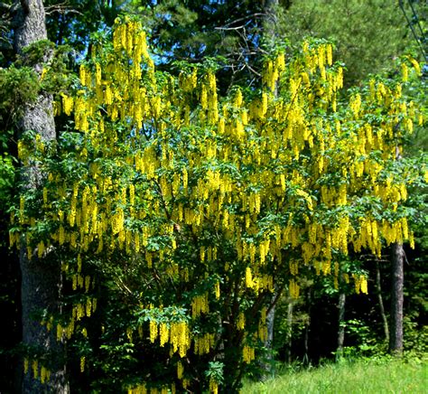 Golden Chain Tree Laburnum Care And Growing Guide