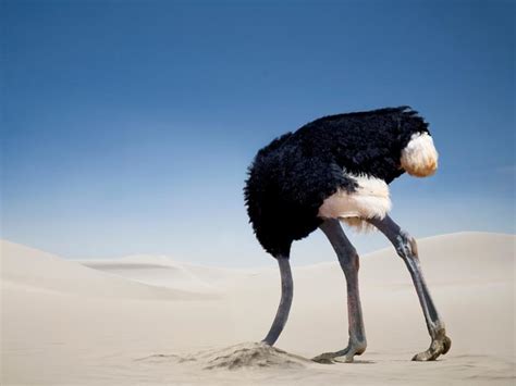 Do Ostriches Bury Their Heads In The Sand Birdfact