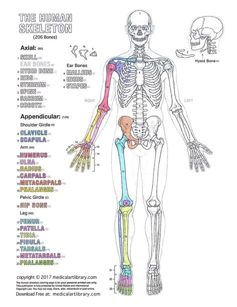 Kids learn biology and human anatomy through play. Anatomy Bones Learning The Human Skeleton Coloring Page ...