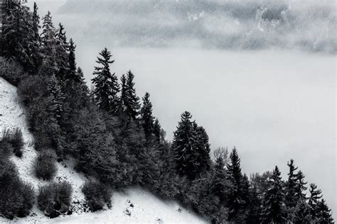 Grayscale Photo Of Pine Trees And Mountain · Free Stock Photo