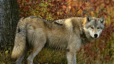 Wolf wallpapers, backgrounds, images 3840x2400— best wolf desktop wallpaper sort wallpapers by: 44+ 4K Wolf Wallpaper on WallpaperSafari
