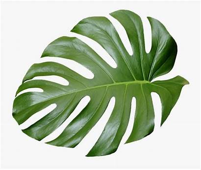 Tropical Leaves Aesthetic Leaf Palm Plant Transparent