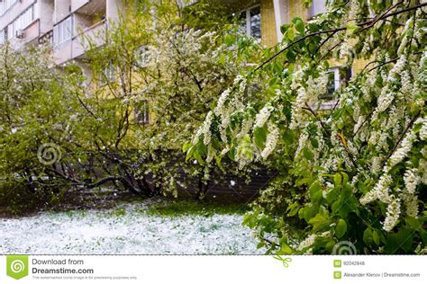 A Natural Phenomenon Unexpected Spring Snowfall And Flowering T Stock