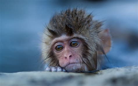 Japanese Macaque Full Hd Wallpaper And Background Image 1920x1200