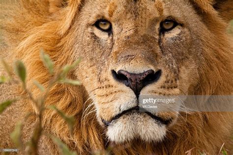 Closeup Portrait Of A Majestic Lions Solemn Face High Res Stock Photo
