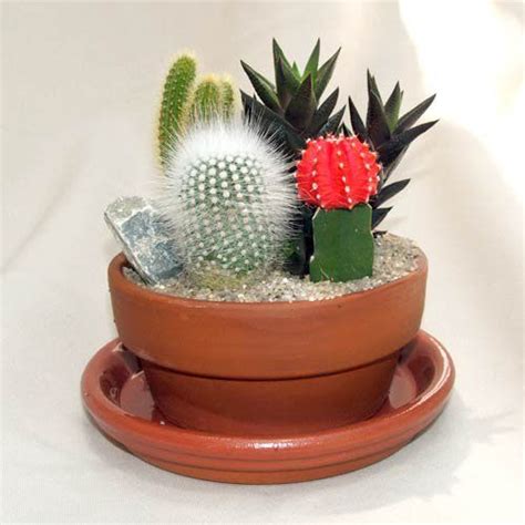 Other people say that they should be repotted i've no idea how it lived that long. Feng Shui Tip: Be careful where you place spiky plants ...