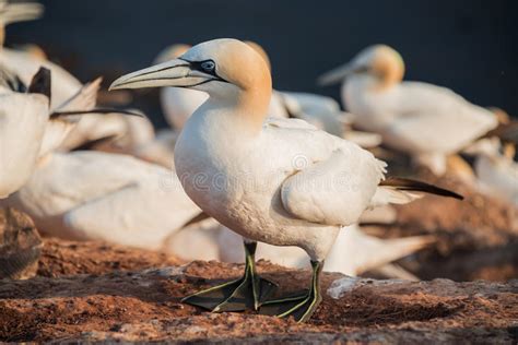 Avanti e indietro e avanti e indietro. Colonia Delle Sule All'isola Di Helgoland In Mare Del Nord ...