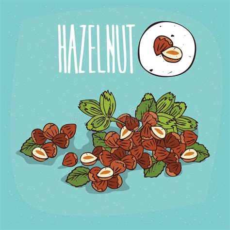 Hazelnut Nuts Set Stock Illustrations 3124 Hazelnut Nuts Set Stock