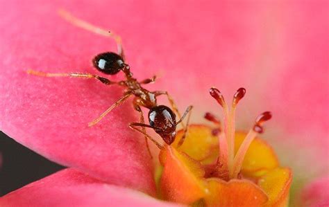 Get directions, reviews and information for guardian termite and pest services in silverhill, al. Should I Worry About Clover Mites In My Quad Cities Home?
