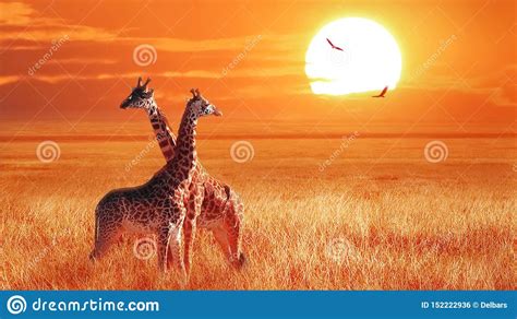 Group Of Giraffe At Sunset In The Serengeti National Park Tanzania