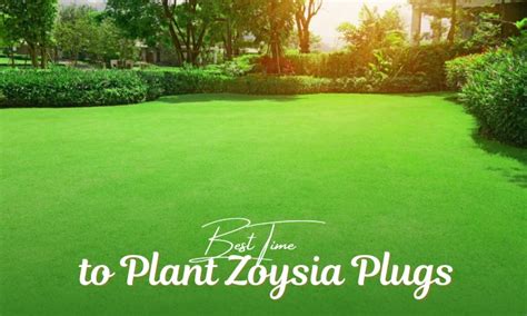 When To Plant Zoysia Plugs For A Perfect Lawn