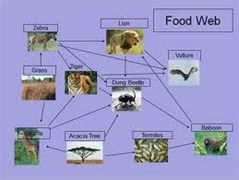 food web - The African Savanna