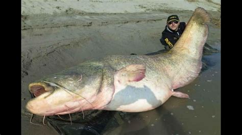 Catfish World Record Monster Fish 127 Kgs In Spinning By Catfish World