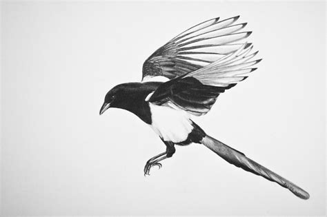 Magpie | Magpie tattoo, Magpie, Magpie image