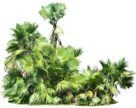 We did not find results for: Tropical Plant Pictures: Acoelorrhaphe wrightii