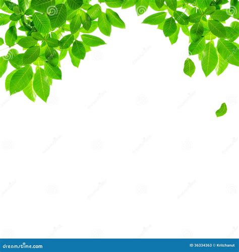 Green Leaf Border Design Stock Image Image Of Spring 36334363