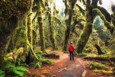 Visit The Hoh Rain Forest Things To Do The Olympic Peninsula