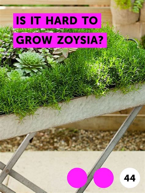 The best times to plant zoysia grass are in late spring (once all chances of frost have passed) to early summer. Is It Hard to Grow Zoysia? | Growing grass, Grass seed