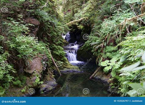 Small Creek Waterfall Falls Olympic National Park Stock Image Image