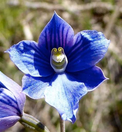 12 Australian Native Orchids To Stop You In Your Tracks Lotsafreshair