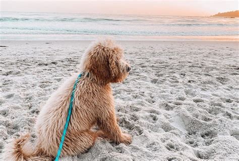 7 Dog-Friendly Beaches to Take Your Pup to Cool Off This Summer - This
