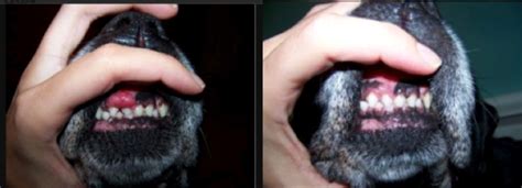 Dogs Mouth Tumor Vs Sod And Showdown
