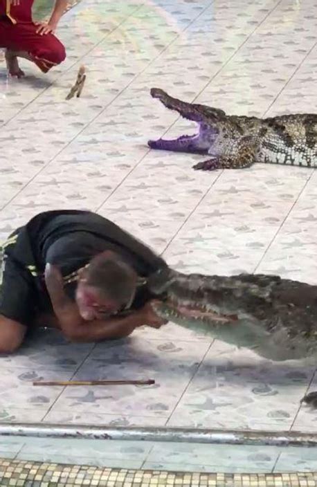 Horrifying Moment Huge Crocodile Bites Trainers Arm During