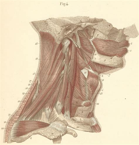 Different types of bones have differing shapes related to their long bones function to support the weight of the body and facilitate movement. The deep neck muscles of the right side of the neck.