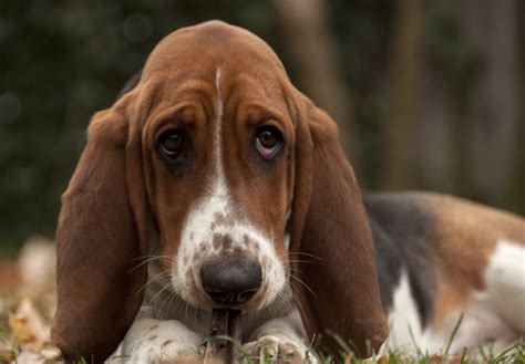 Tips to help buy a basset hound puppies texas. Basset Hound Puppies For Sale - AKC PuppyFinder