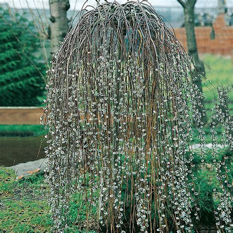 krukodlad hängsälg salix caprea kilmarnock 60 cm inhemska växter buskar trädgård