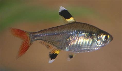 21 Types Of Tetra Fish With Pictures Aqua Movement