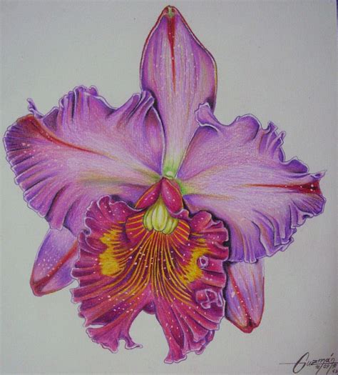 Realistic Cattleya Flower Drawing Orchid Flowers