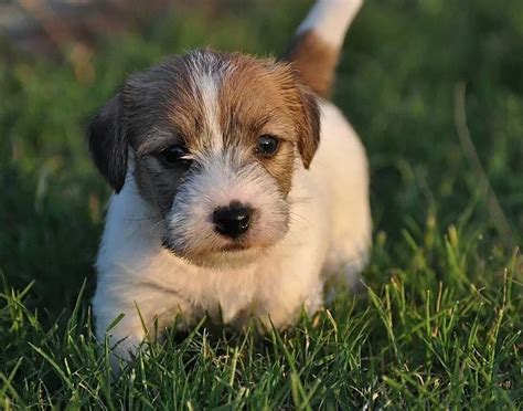 Cute Little Rough Coat Jack Russell Jack Russell Dogs Jack Russell