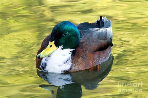 Mallard Hybrid Duck Photograph By Terry Elniski