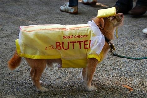 Butter Best Dog Halloween Costumes Dog Halloween Pet Halloween Costumes