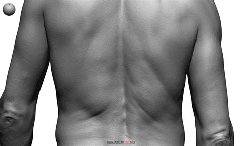 Back Muscles Reference Immediate Treatment For A Back Muscle Strain