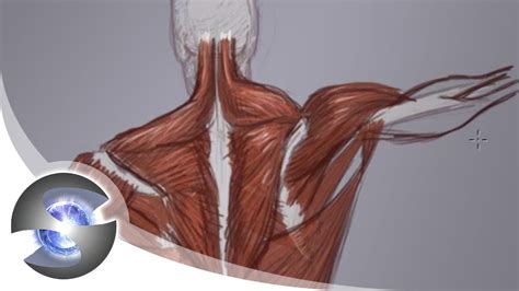 Find the perfect upper body anatomy stock photos and editorial news pictures from getty images. Anatomy of the Upper Back - YouTube