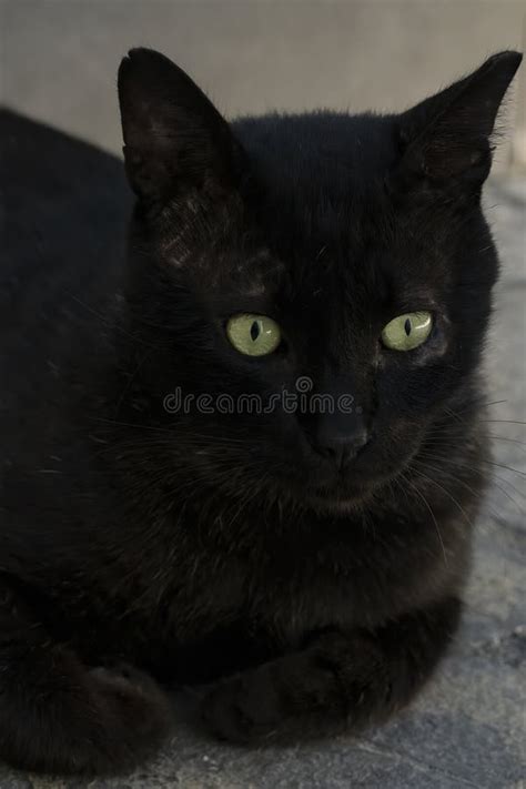 338 Green Eyed Cat Staring Stock Photos Free And Royalty Free Stock