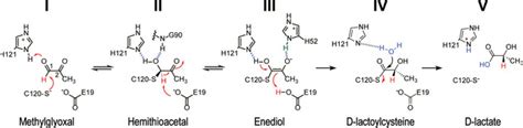 Stereospecific Mechanism Of Dj‐1 Glyoxalases Inferred From Their