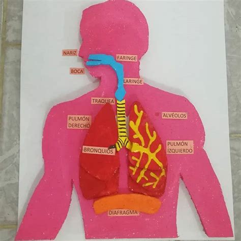 Maqueta Sistema Respiratorio Maquetas Nicol Maquetas Escolares En My