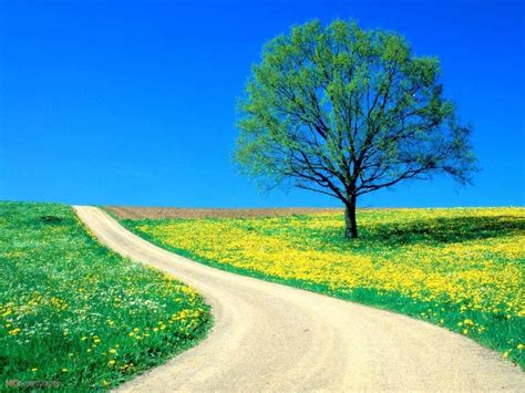 Photo Flowers Spring Road Beautiful Nature Spring Pictures Scenery