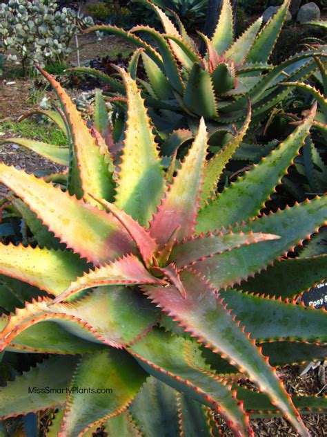 Pink cactus flower blooming and closing. Agaves and Aloes at the South Coast Botanic Garden - Miss ...