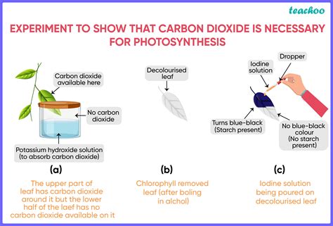 [Life Processes] How would you test the presence of starch in leaves?